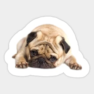 Cute Sleepy Pug Sticker